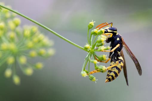 <b>¿Cuál es la importancia de las avispas en el ecosistema? </b> 
<br>Las avispas tienen algunas habilidades de polinización, pero no es su rol principal tal como las abejas. 
<br>
<br>El propósito principal de las avispas en el ecosistema, más bien 
<b>es el control de la población de plagas</b>. Por ejemplo, comen orugas y larvas que se alimentan de cultivos alimenticios.