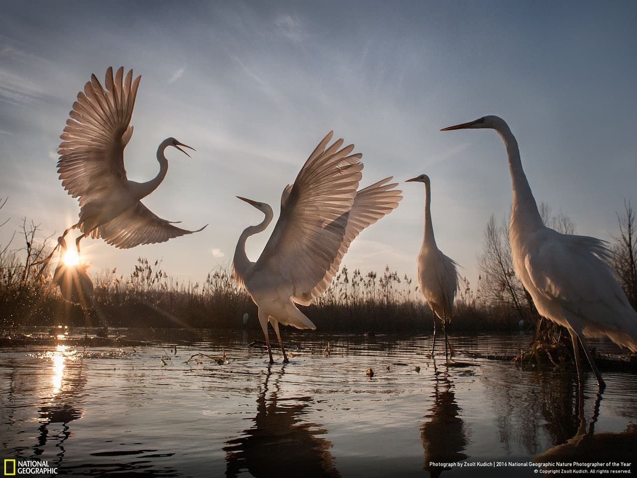 National Geographic la catalogó como una "grandiosa historia" que plasma la conservación de una especie. Las garzas estuvieron a punto de desaparecer en Hungría en la década de 1920, cuando contaron tan solo 31 parejas. Actualmente, y tras años de trabajo, existen más de 3,000. Esta foto de Zsolt Kudich se llevó el tercer lugar en la categoría de acción.