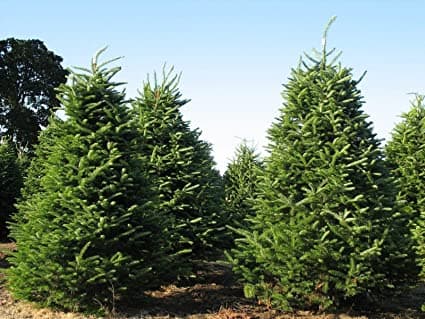 <b>Abeto Balsam </b>: Encontrado en las zonas marítimas canadienses y en partes remotas del norte de Nueva Inglaterra, este abeto fue el primer árbol de Navidad cultivado en plantaciones en el noreste. Su follaje suave, de color verde oscuro, con agujas aplanadas de aproximadamente tres cuartos de pulgada de largo, tiene un aroma distintivo de "bálsamo". Su robusta ramificación y su excelente retención de la aguja lo han convertido en un árbol de Navidad favorito desde hace mucho tiempo.