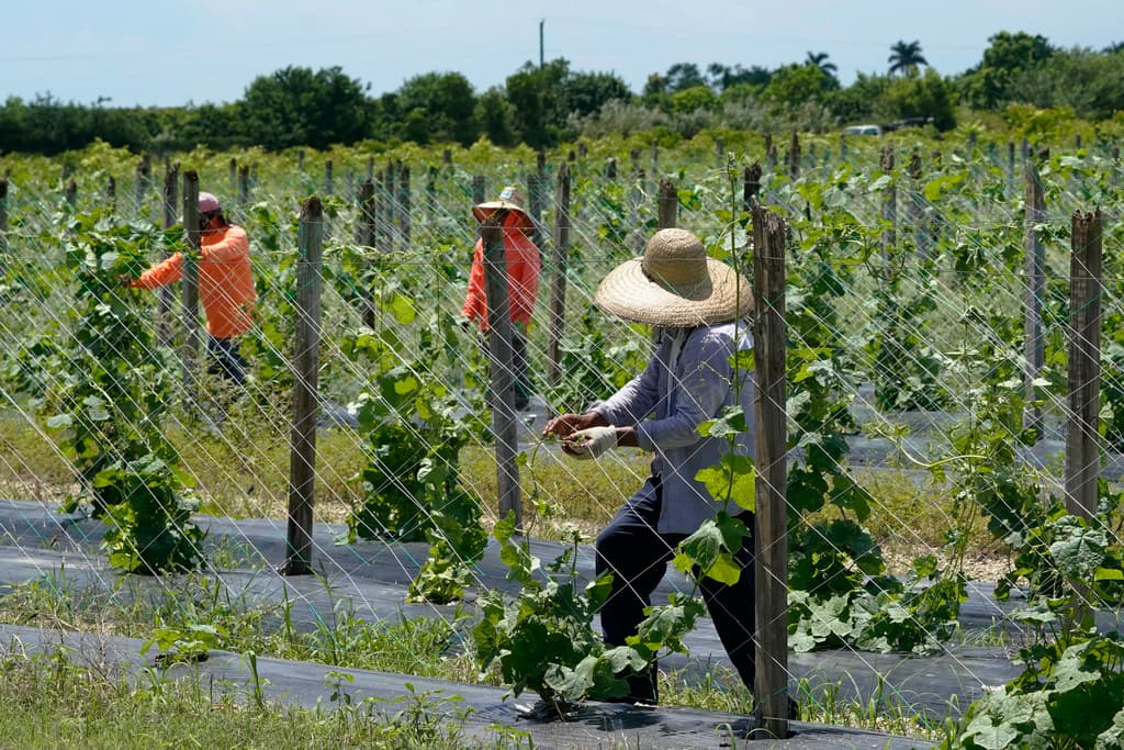 Cuánto aportan los indocumentados en impuestos y Seguro Social y cuánto consumen en beneficios del gobierno
