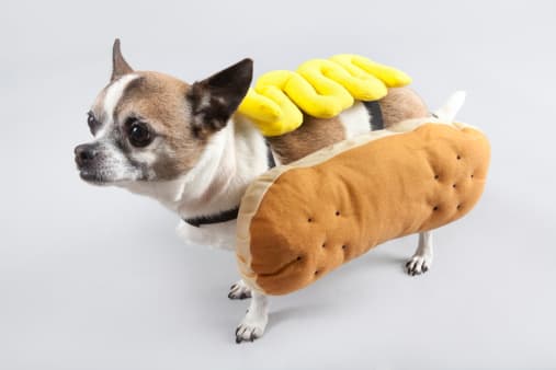 Aunque puede ser tentador llevar a la mascota para pedir dulces o al entregar dulces, máscaras y disfraces podrían ser una amenaza para la mascota de su familia. El miedo puede conducir a un comportamiento protector o agresivo como morder y gruñir.