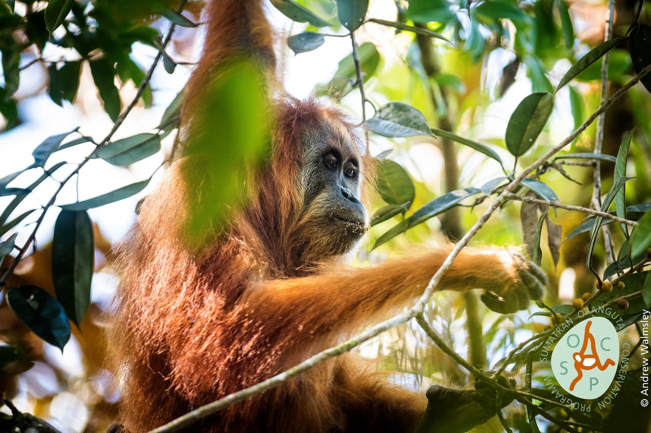 Los estudios calculan que esta especie en particular divergió de las otras localizadas en la zona hace aproximadamente 3,38 millones de años. Los machos miden menos de 4.9 pies (1,5 Metros) de altura y las hembras menos de 3.9 pies (1,2 metros) y están en peligro de extinción.