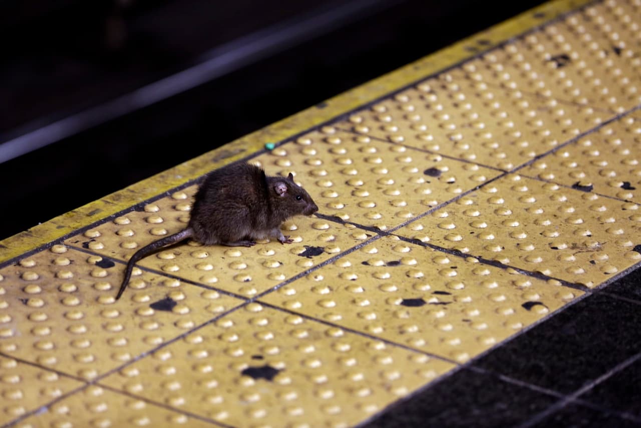 El problema de las ratas crece en la Gran Manzana. Los avistamientos de ratas y ratones han aumentado un 30% de 2019 a 2021.
