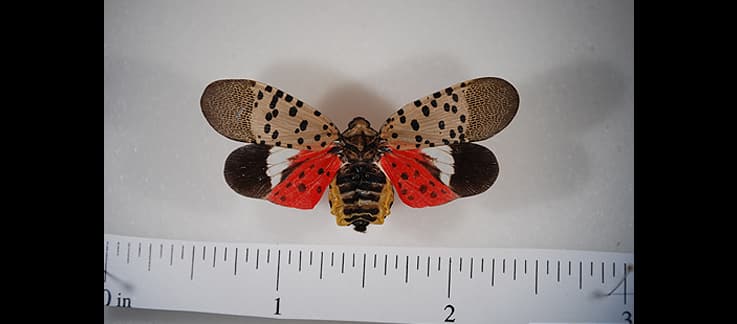 La mosca manchada tiene puntos negros en las alas, las alas inferiores son de color escarlata; lleva marcas amarillas en el abdómen y las alas anteriores semitransparentes. Su longitud es de unos dos centímetros.