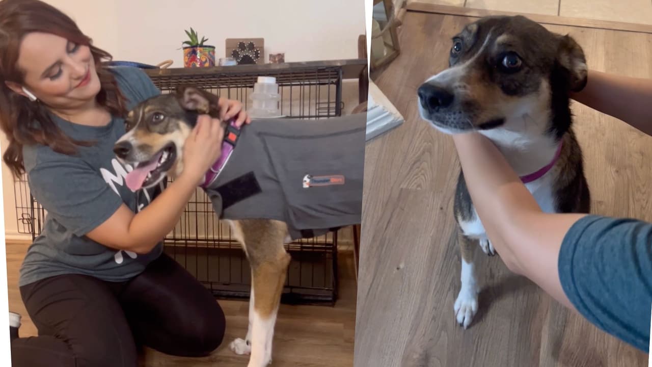 Protege a las mascotas de los fuegos pirotécnicos este 4 de julio: evita que se pierdan o que resulten heridas