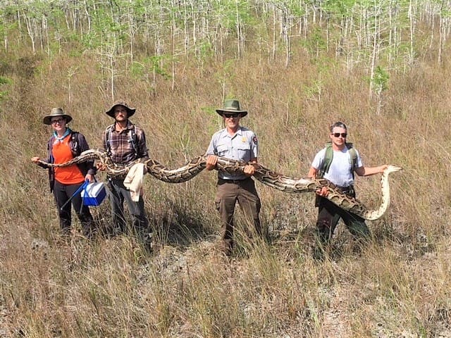 También el que capture a la serpiente piton más larga se llevará $1,500 y $750 quien esté en el segundo lugar.