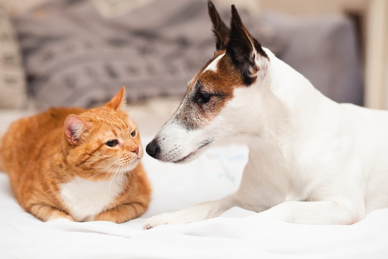 Anuncian esterilización masiva de mascotas en San Sebastián 