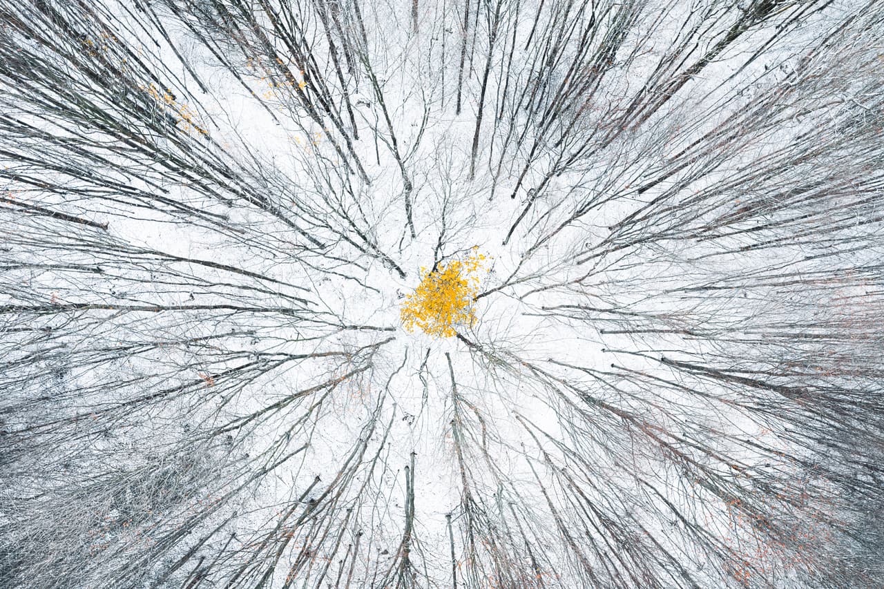Tras la primera nevada, un solitario árbol de colores enfrenta el invierno que se avecina. Bohemia Central, República Checa.