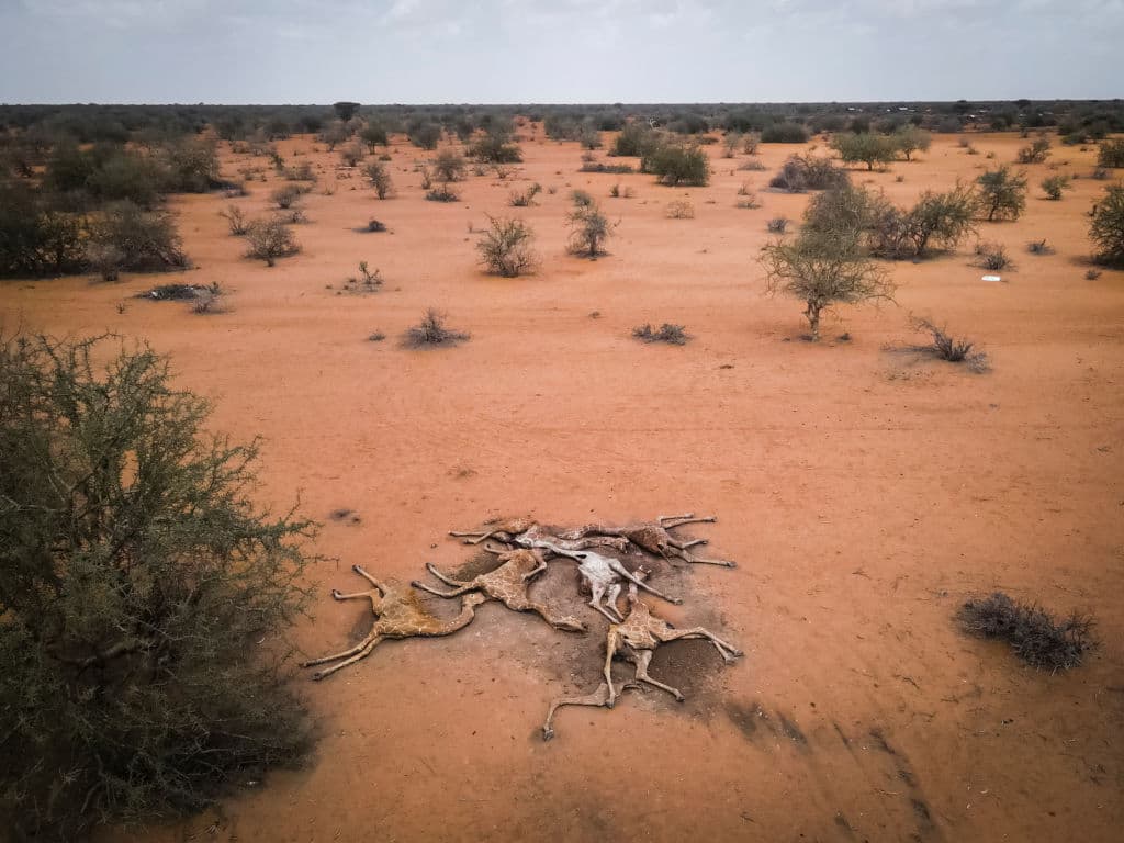 La imagen de las jirafas ha sido compartida de 
<b>manera viral en redes sociales</b> con mensajes de alerta que llaman a la movilización contra el cambio climático, cuyos efectos devastadores ya son evidentes.