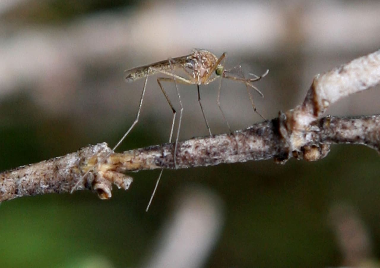 “El Virus del Nilo Occidental está en el Condado de Los Ángeles y puede causar enfermedades graves, incluso la muerte”, 
<a href="http://publichealth.lacounty.gov/media/Mosquito-Borne-Disease-Span.htm">informó</a> el Departamento de Salud.