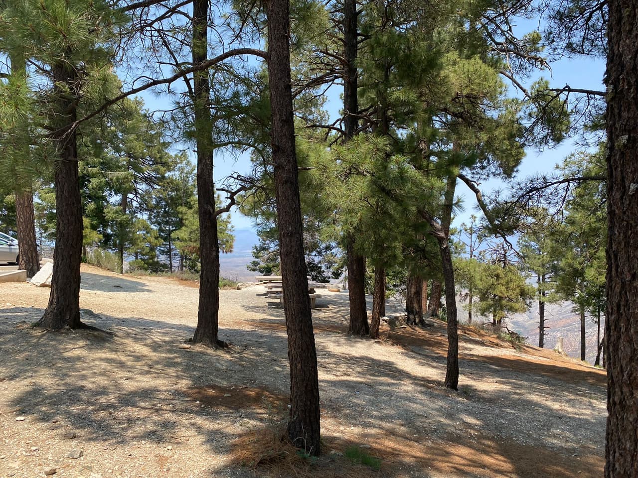La belleza de los pinos y la posibilidad de encontrarse un oso, son las emociones del paseo a la montaña.