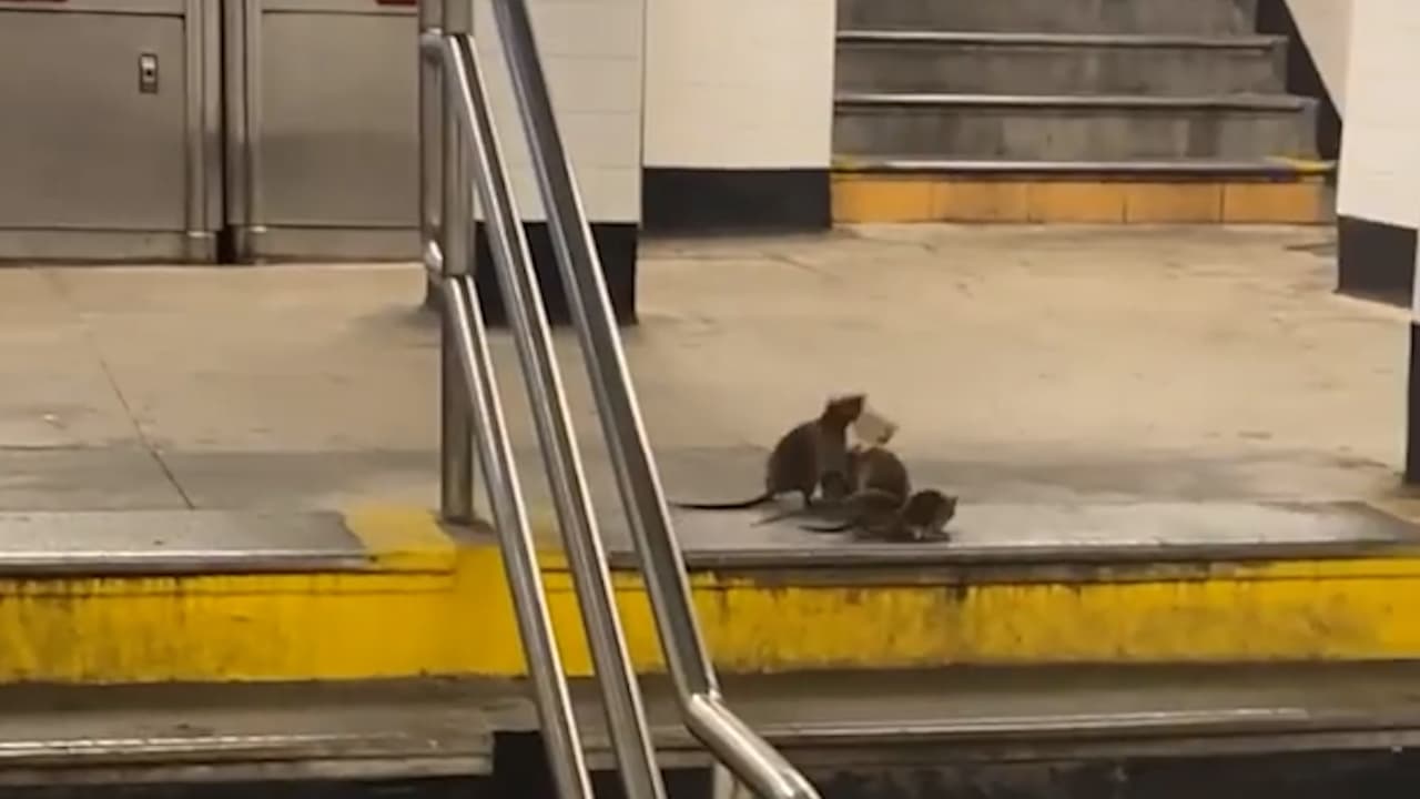 Se duplican los avistamientos de ratas en Nueva York durante el 2022