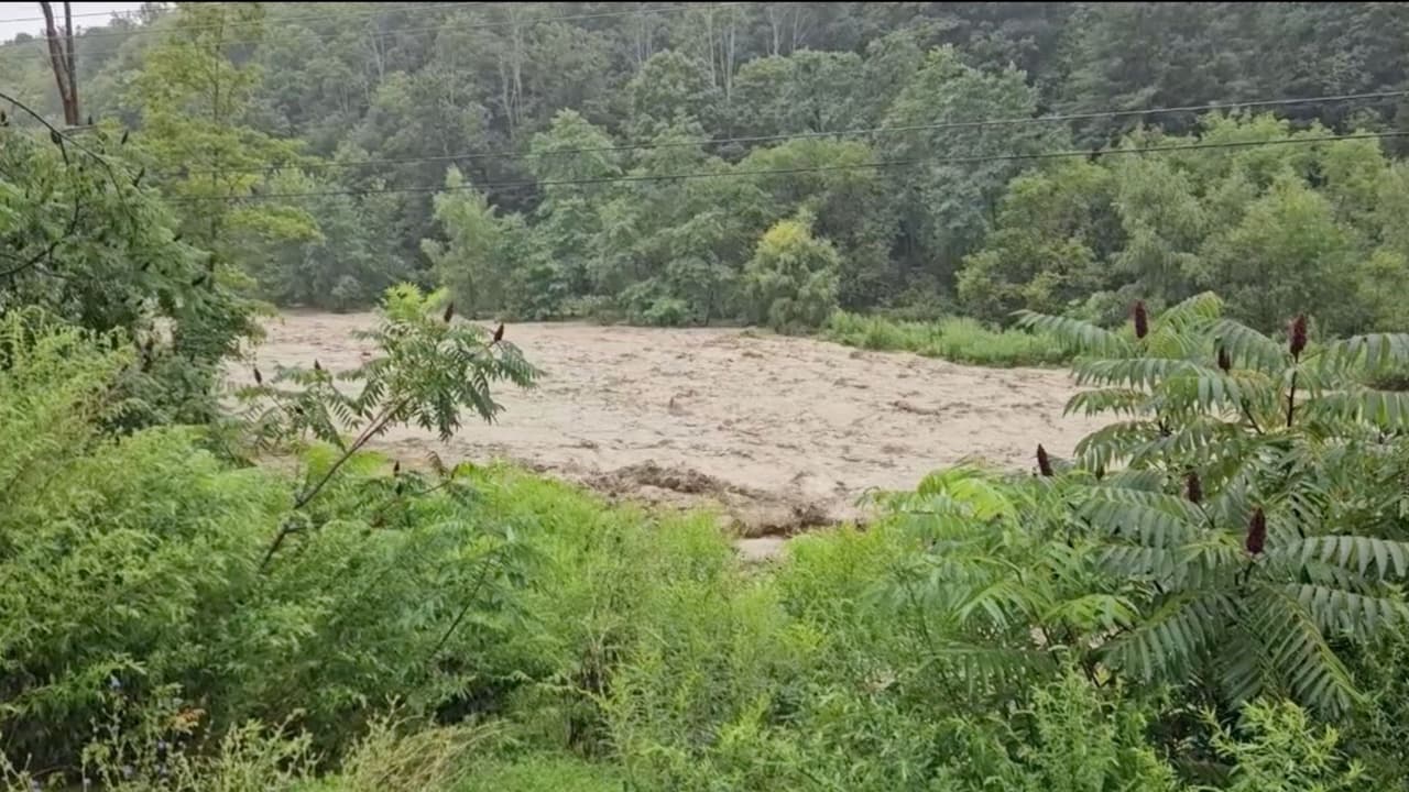 La fuerza del agua ha tirado hasta árboles de gran tamaño en esta zona.