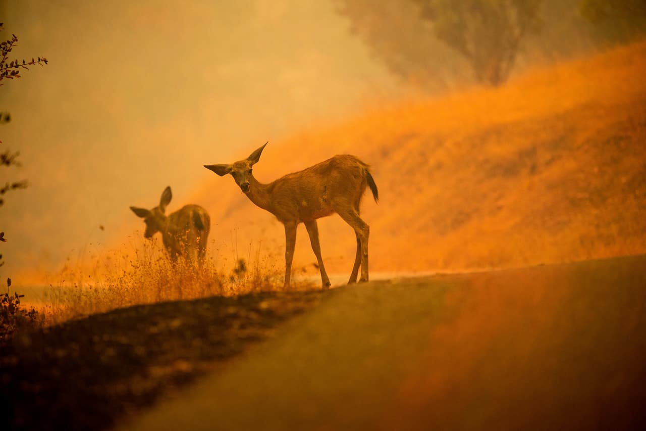 Dos ciervos pastan a lo largo de un camino cubierto de retardante de fuego cerca de Redding, California, el sábado 28 de julio de 2018.