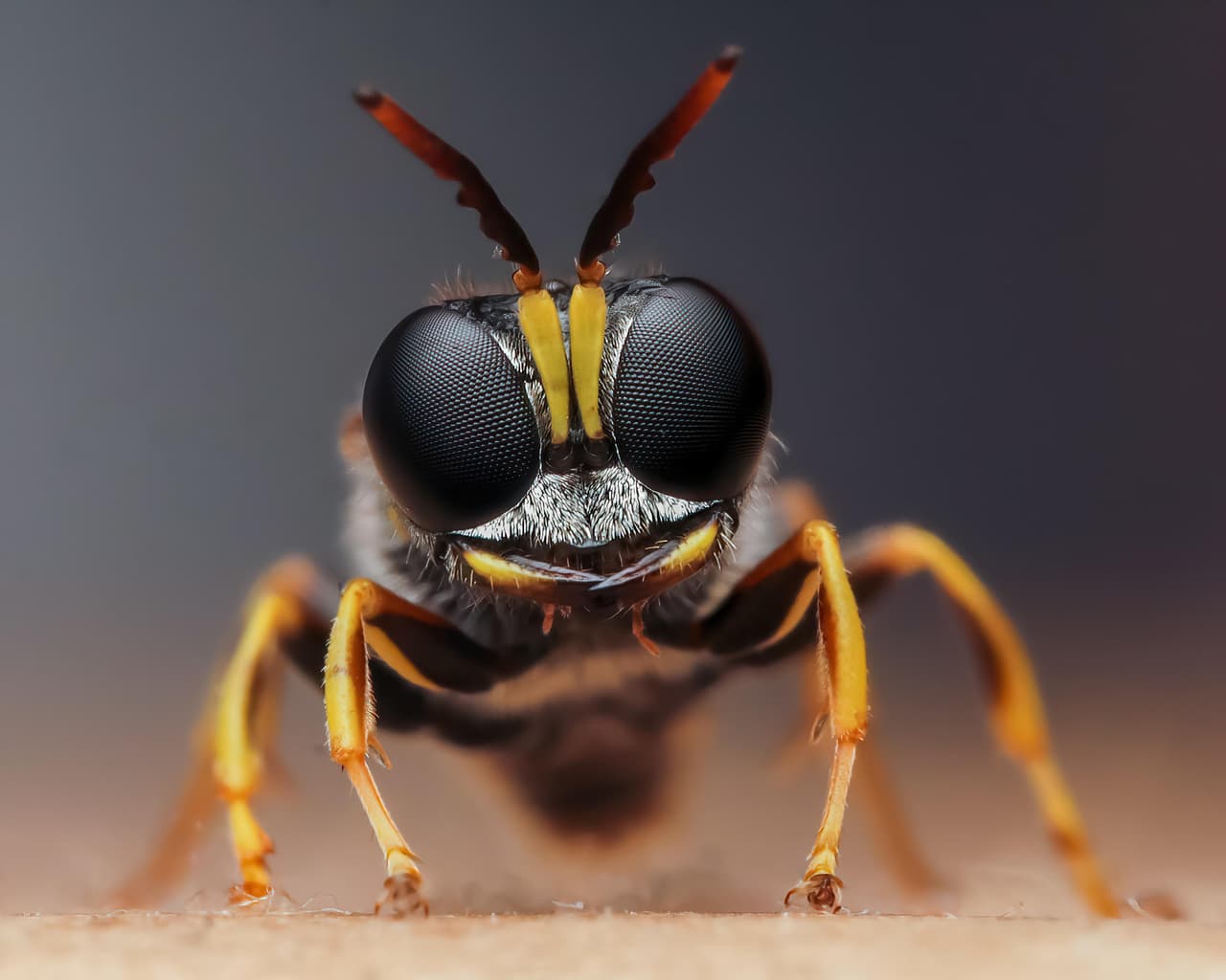 <b>‘Sus ojos lo atrapan’</b>. Esta imagen ganó el segundo lugar en la categoría 'moscas, abejas, avispas y libélulas' del 
<a href="http://www.photocrowd.com/bugs" target="_blank">Premio Luminar al Fotógrafo de Insectos del Año 2020</a>. Su autor asegura que “la lluvia es enemiga del fotógrafo de insectos, pero en este caso funcionó a mi favor porque la pequeña avispa se vio obligada a refugiarse”. 
<br>