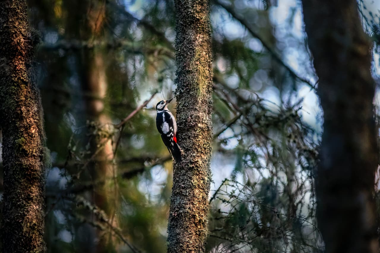 Otro estudio, publicado en 2020 en la revista Ecological Economics, mostró una correlación entre la felicidad y el número de especies de aves alrededor de los hogares y ciudades de las personas. 
<b>Estar cerca de 14 especies de aves adicionales, señalaron los autores del estudio, era tan satisfactorio como ganar 150 dólares más al mes</b>. 
<br>