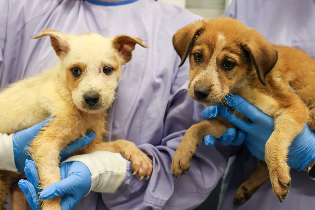 La organización 
<b>Austin Pets Alive!</b>, que ha estado trabajando desde el inicio del desastre, coordinó estrechamente con PAWS Chicago para facilitar el traslado de los animales desde las zonas más afectadas.