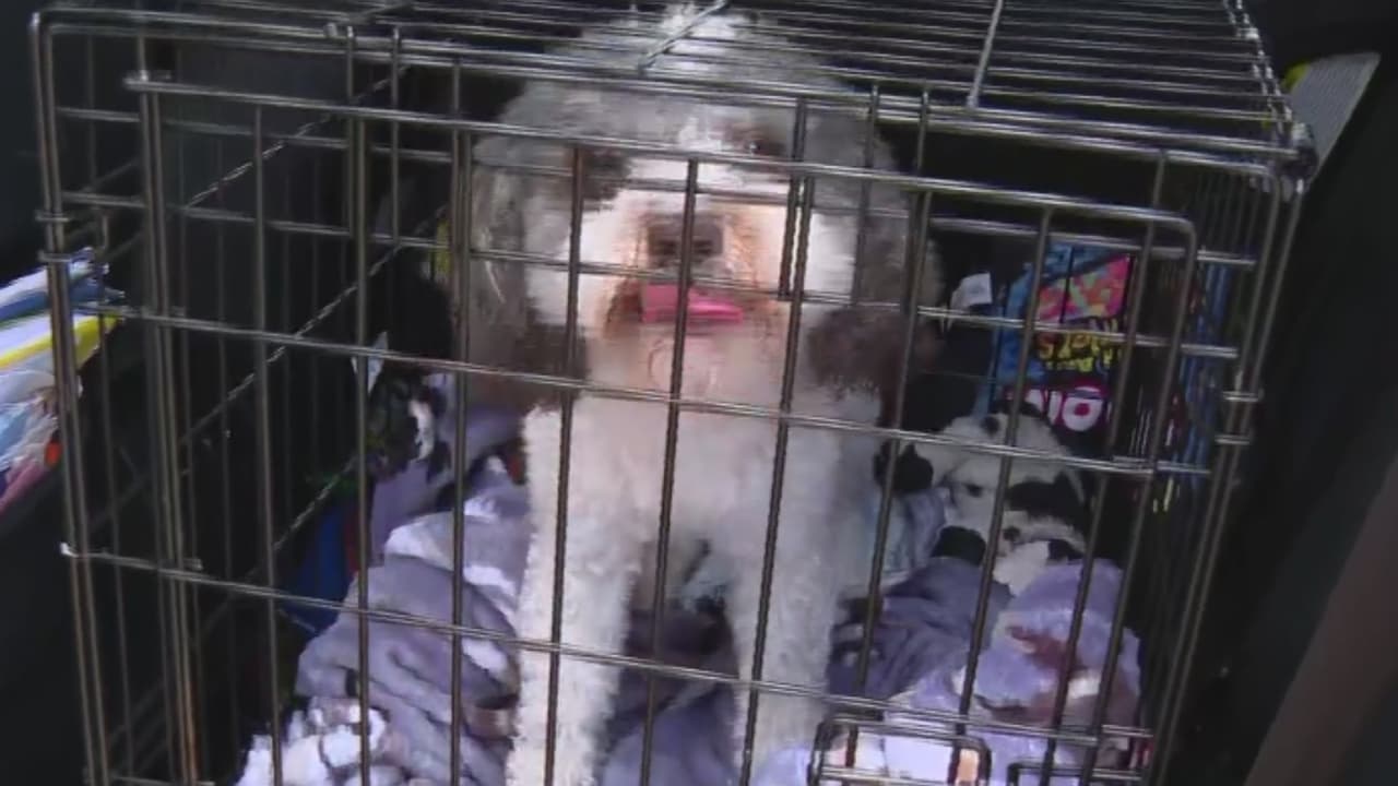 <h3 class="cms-H3-H3">Mira también:</h3>
<br>
<br>El mediodía de este lunes se dio a conocer que fue rescatado un perro del incendio de gran magnitud, en Spencer Highway y Fairmont Parkway. Al parecer, el animal estaba en una vivienda muy cerca del lugar del incidente, según cuenta una mujer que trabaja en Pasadena ISD. De acuerdo con el reporte, autoridades derribaron la cerca de la propiedad para sacar a la mascota, al percatarse de que las llamas se estaban aproximando.
