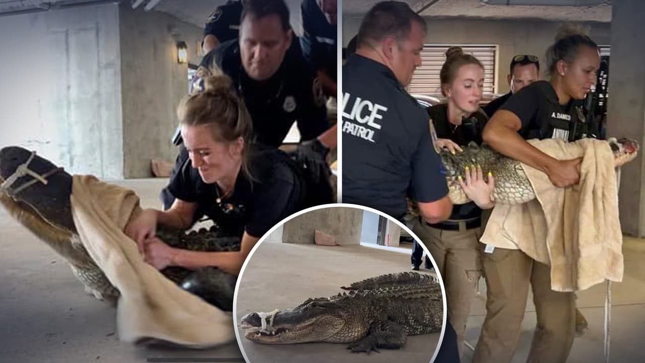 Policías de Charlestone se lanzan sobre un caimán gigante que estaba en zona residencial