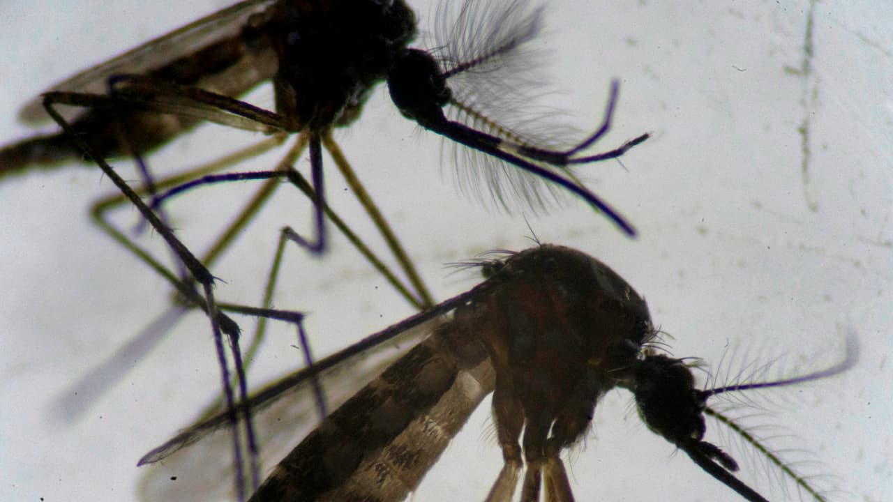 Detectan seis casos de dengue en Hillsborough y refuerzan medidas de prevención
