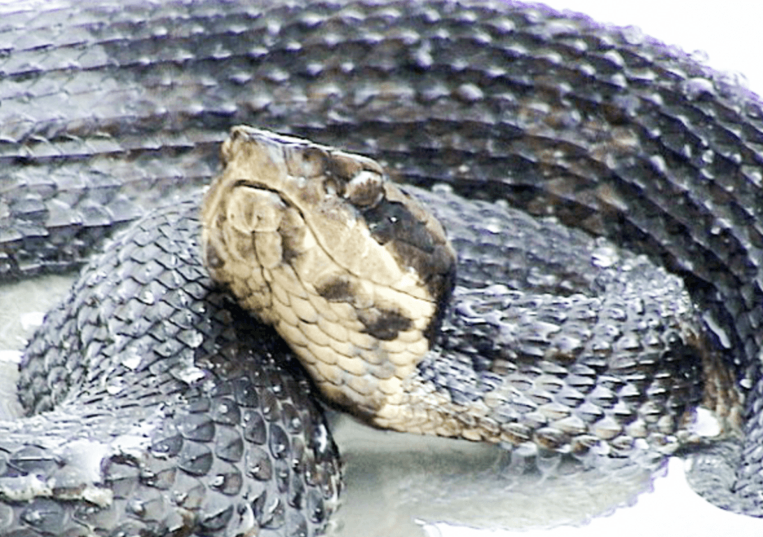 Cottonmouths: a menudo se les conoce como mocasines de agua porque rara vez se alejan del agua.