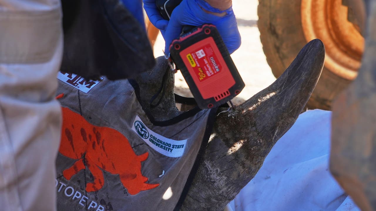 Inyectan material radiactivo en los cuernos de rinocerontes para evitar la caza furtiva