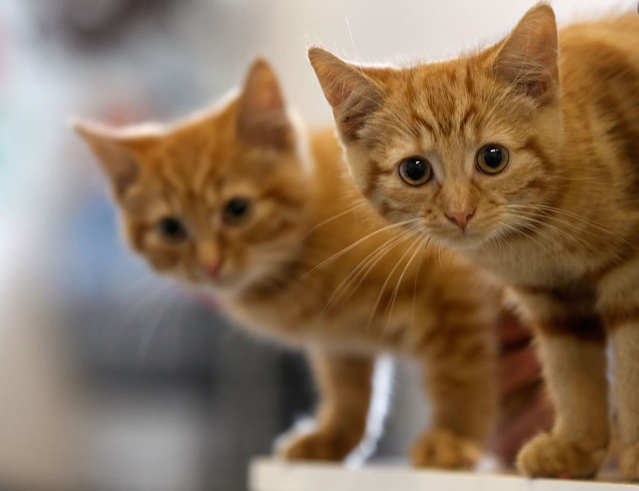 Pero más allá de animales, también se limita el número máximo de perros y gatos. 
<br>