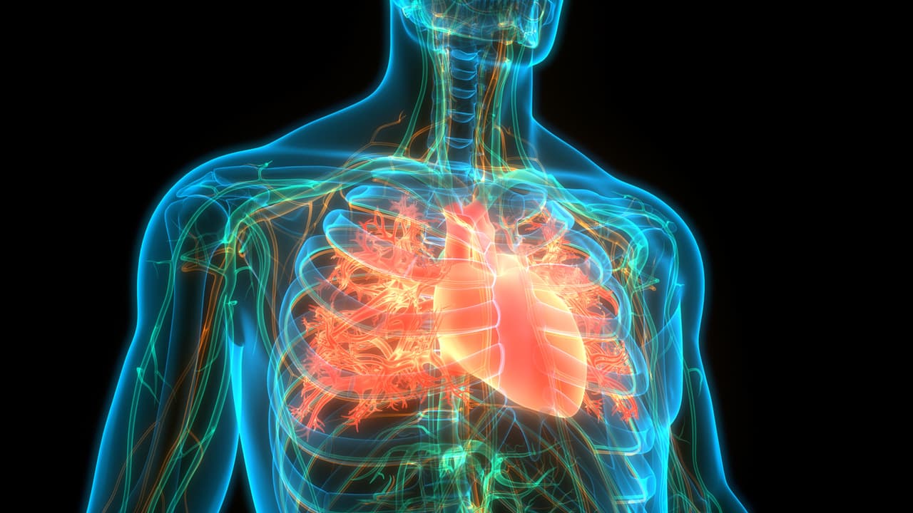 Las personas altas pueden tener 
<b>tasas más bajas de <a href="https://www.univision.com/noticias/salud/reducir-sal-riesgo-cardiopatia">cardiopatías</a> y <a href="https://www.univision.com/noticias/salud/ozempic-sirve-para-bajar-peso">diabetes</a></b>. Esto podría deberse a que suelen tener 
<b>pulmones más grandes y corazones más fuertes</b>, lo que podría explicar en parte estos efectos. Además, el mismo fenómeno de sobrealimentación asociado a un mayor riesgo de cáncer podría proteger de otras formas: podría desencadenar una mayor producción de una hormona que ayuda al organismo a 
<b>controlar los niveles de azúcar y colesterol en sangre</b>.