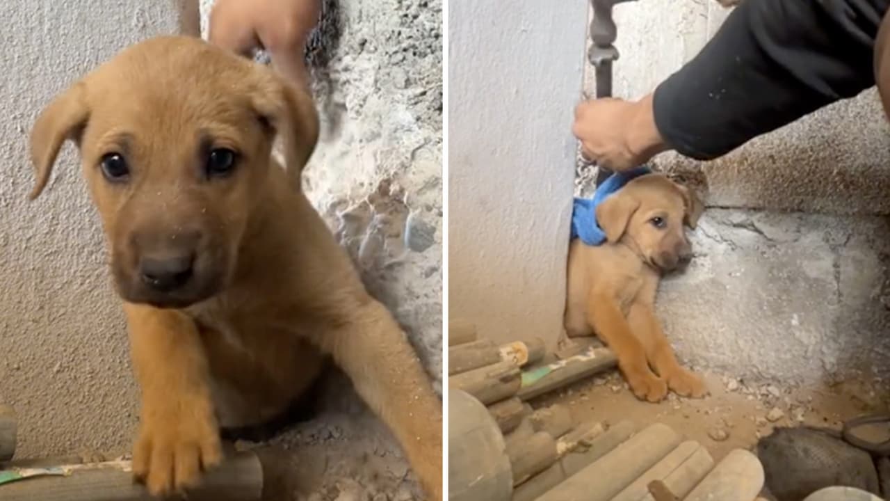 ¿Cómo llegó ahí? Perrito queda atrapado en medio de la pared y su rescate se hizo viral
