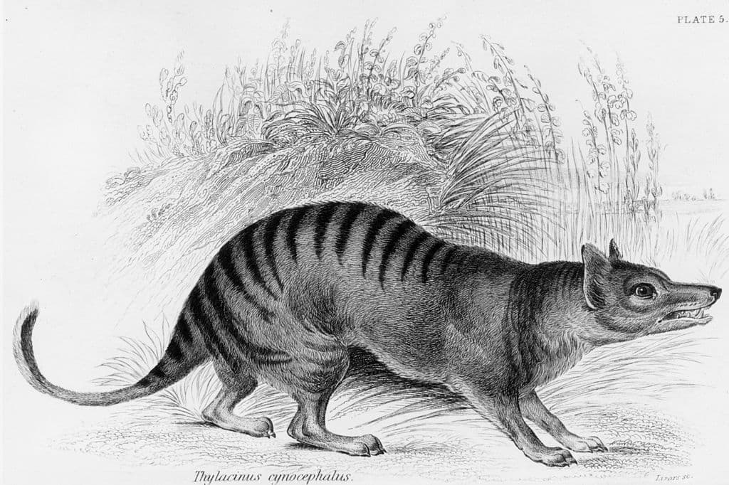 El martes, un equipo de especialistas en genética de la Universidad de Melbourne, Australia, anunció que se había asociado con una empresa de ingeniería genética de nombre Colossal Biosciences para reproducir de manera artificial al animal extinto.
<br>
<br>La asociación de la universidad con el laboratorio desbloqueará el acceso a la 
<b>tecnología de edición de ADN</b> y a un consorcio de científicos y recursos para el esfuerzo de 'desextinción' del tigre de Tasmania.