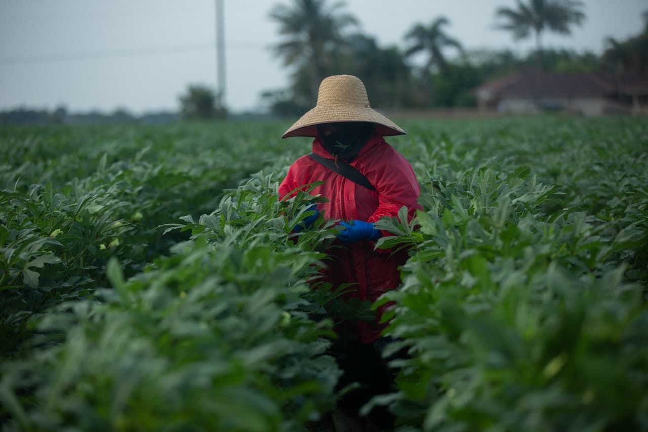 <b>La vida en los campos de Florida -</b> Algunos campos de vegetales de Homestead, una ciudad con una gran producción agrícola del sur de Florida, redujeron su ritmo en medio de la pandemia pero lograron seguir llevando alimentos a los supermercados y hogares del Estados Unidos. Ese fue el caso de estos surcos de ocra donde un trabajador cosecha casi cubierto de pies a cabeza, en parte para evitar contagiarse con el coronavirus.