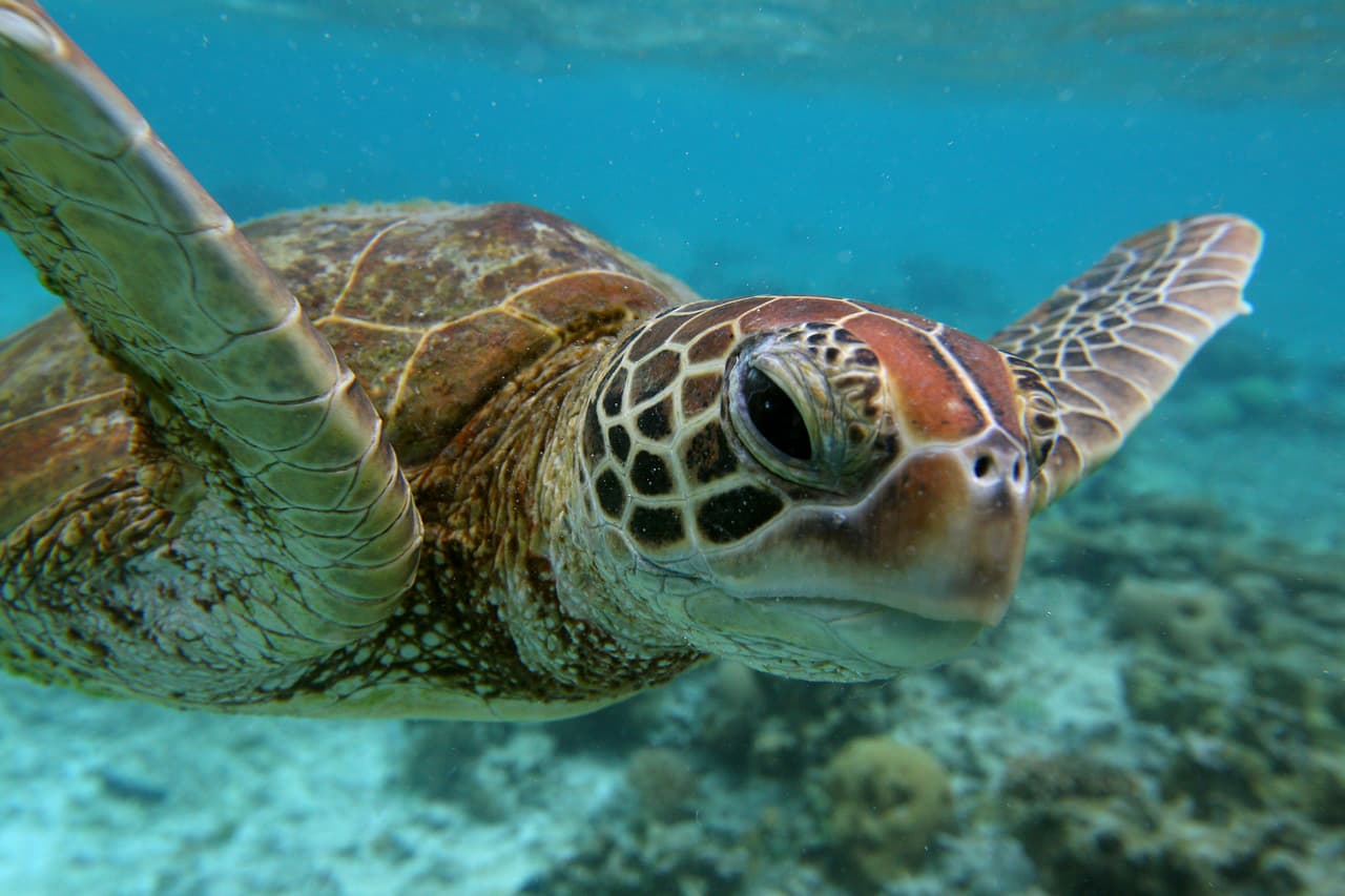 La arena extraída de las huellas de tortugas marinas contiene suficiente ADN para proporcionar información valiosa sobre la especie, según informa el estudio.
