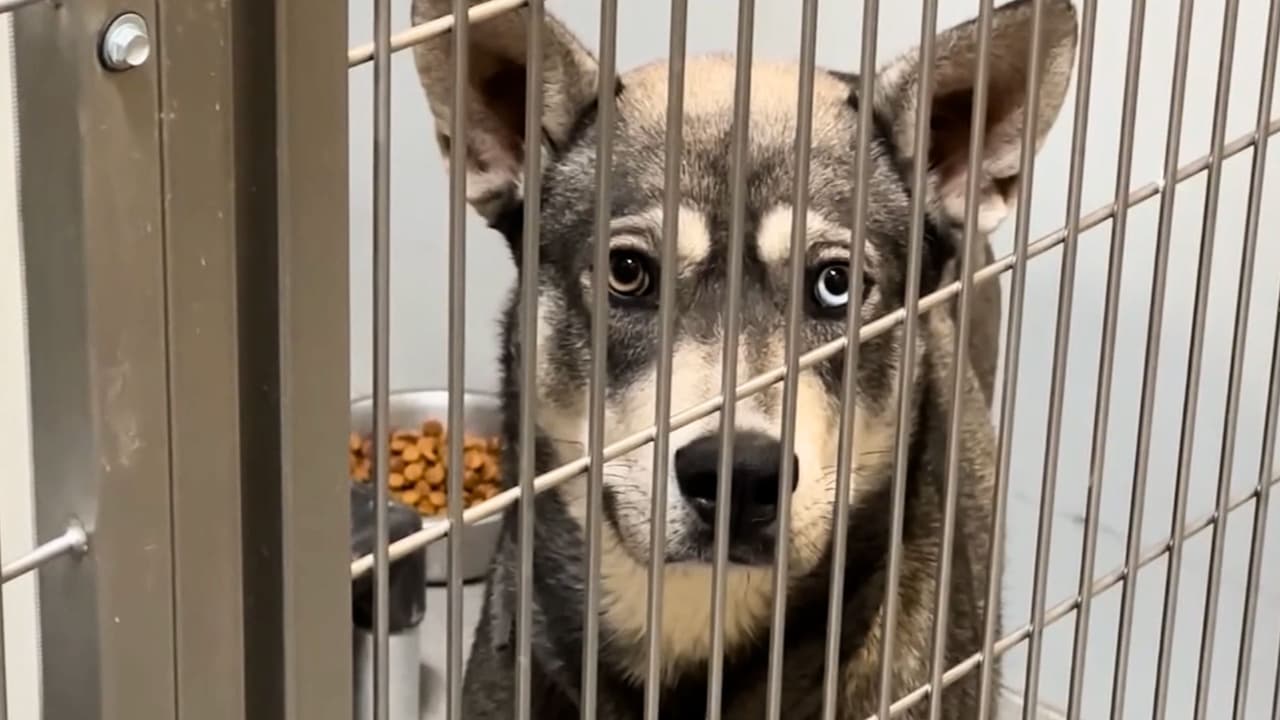 Redadas de ICE dejan decenas de mascotas abandonadas: los refugios están al máximo de capacidad
