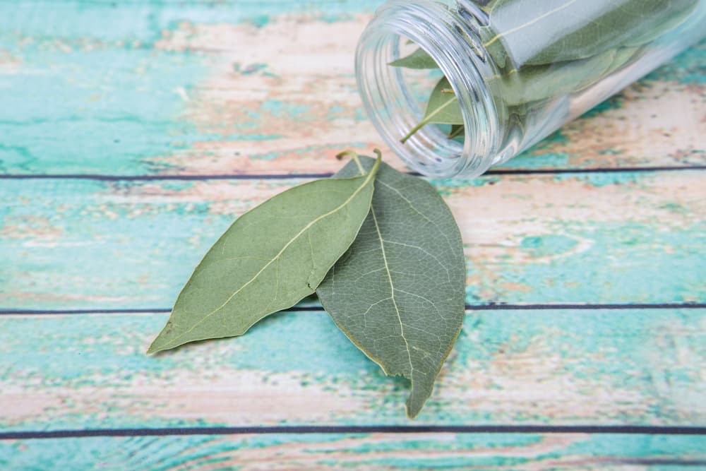 Nuestro siguiente ingrediente serán unas ramas de laurel. Este ingrediente tan usado en nuestra cocina es un gran aliado de la naturaleza para proteger, purificar ambientes y alejar el mal.