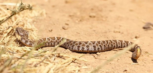 <b>¿Cómo evitar ser mordido?</b>
<br>Asegúrate que no haya serpientes tomando el sol en tu camino, y usa botas que cubran los tobillos, calcetines gruesos y pantalones largos holgados cuando realices senderismo o realices actividades al aire libre.