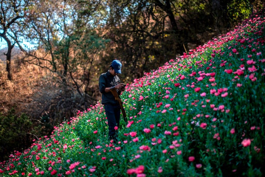 En 
<b>Baja California, el quinto lugar, se detectaron 16 grupos activos</b>. El CIDE identificó a 17 grupos delictivos que se formaron a partir de divisiones de carteles y la movilidad entre organizaciones de lugartenientes más longevos.