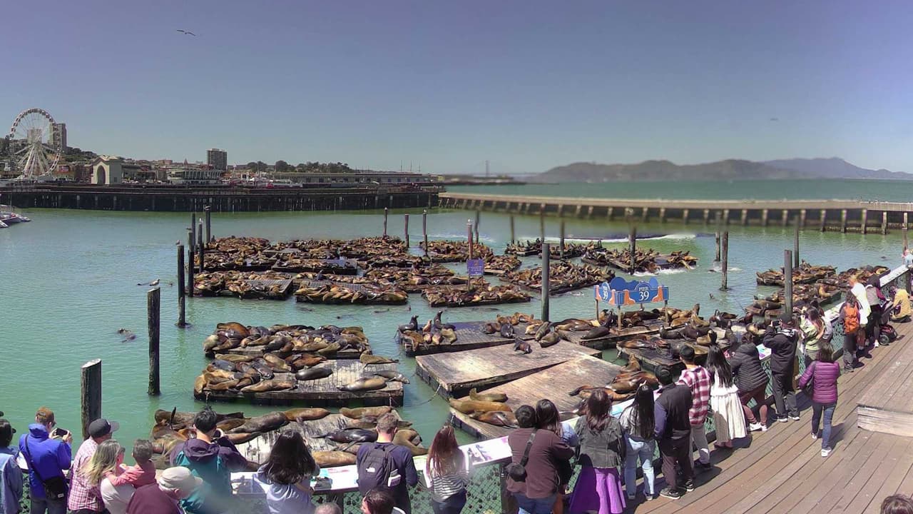 La población de leones marinos en el Muelle 39 de San Francisco ha experimentado un notable aumento, alcanzando entre 900 y 1.000 individuos, según personal del 
<a href="https://www.facebook.com/PIER39/posts/pfbid02hFAj75yuNAzfQR54wcywWRc6NZitWHFGB5DUZnPG3dNkYh8pnRjJsgC3V4zdsBm5l" target="_blank">Muelle 39</a>. Indicaron que estas cifras representan las más altas en 15 años.