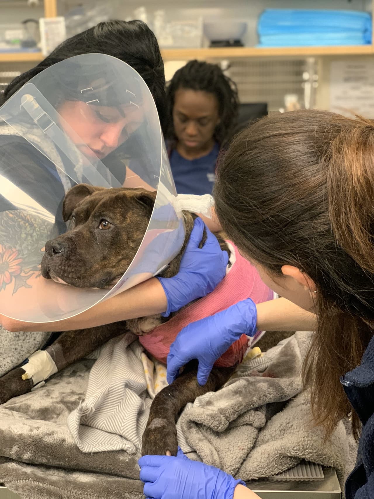 Cualquier persona que tenga información sobre la identidad o el paradero de la persona responsable del tiroteo debe llamar inmediatamente a la línea directa de crueldad del equipo Animal Law Enforcement de la 
<a href="https://www.facebook.com/PennsylvaniaSPCA/photos/pcb.6126952860681886/6126952704015235/" target="_blank">PSPCA</a> al
<b> 866-601-7722 </b>o enviarles un correo electrónico a 
<b>cruelty@pspca.org</b>.