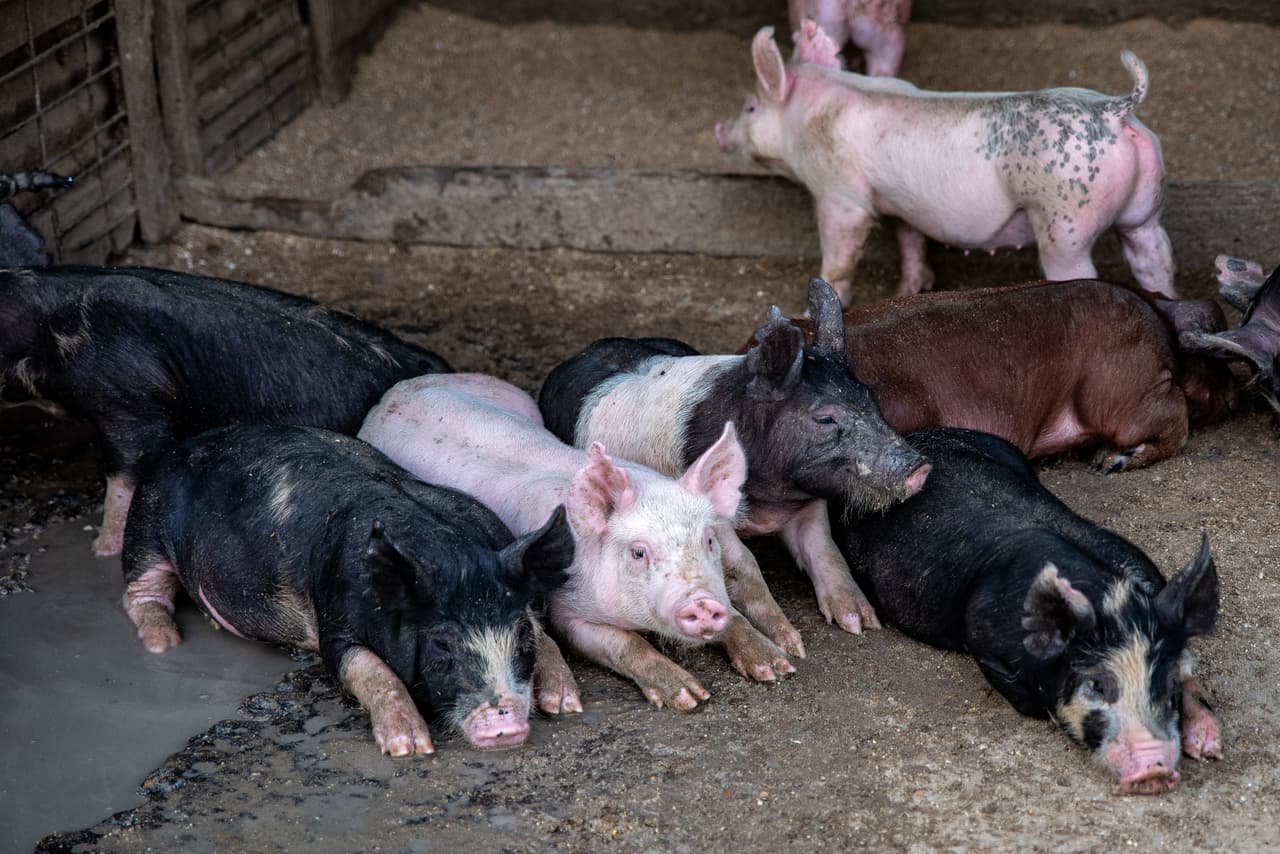 Runkle cree que la mayoría de los compradores de carne de cerdo no se verán afectados con las nuevas medidas, a menos que las cosas se vuelvan muy drásticas y los productores deban vender a precios mucho más bajos. Asegura que no apoya al presidente y piensa que la guerra arancelaria perjudicará más a los estadounidenses que a otros. Los 12,000 millones de dólares de ayuda propuestos por Trump son para Runkle un intento deficiente para mantener votantes potenciales.
