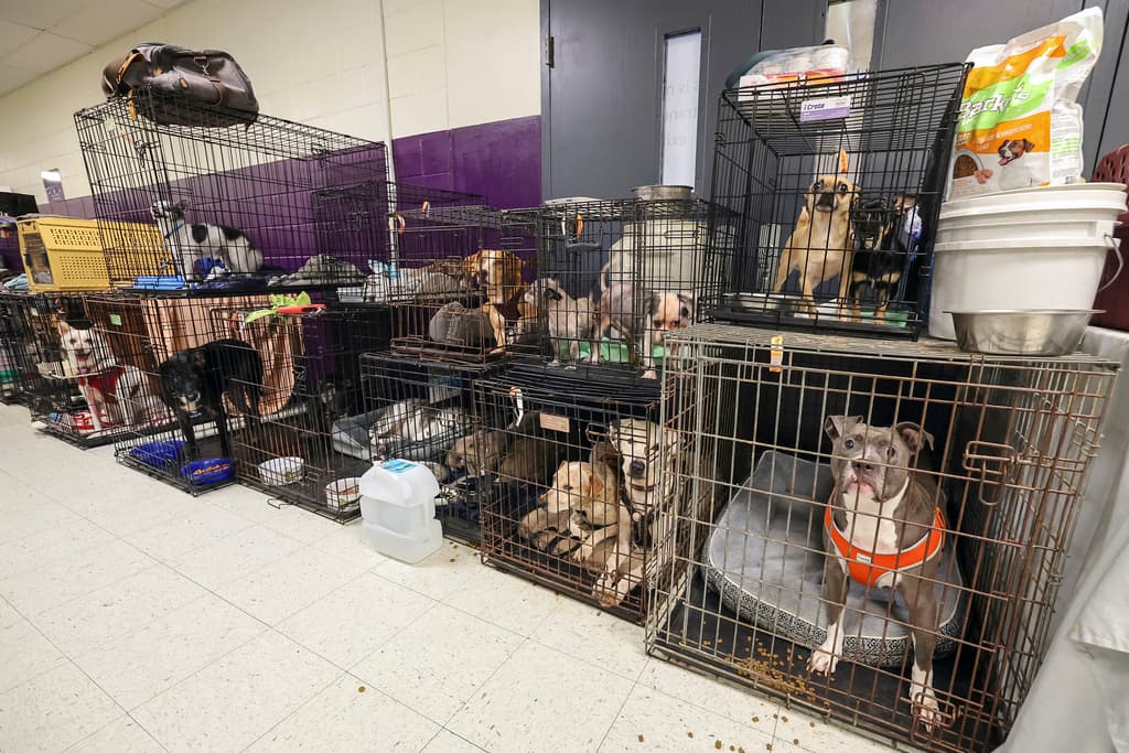 <b>Como el Arca de Noé: </b>Algunos de los 283 animales, aves y reptiles registrados se alinean en un pasillo en el refugio de evacuación de la escuela secundaria River Ridge en preparación para el huracán Milton, el miércoles 9 de octubre de 2024, en New Port Richey, Florida. (Foto AP/Mike Carlson)
