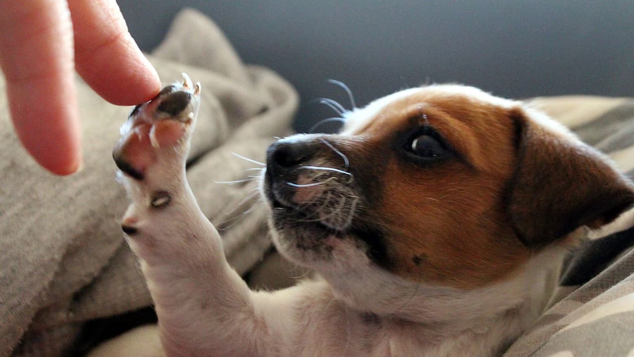 Ambas cepas se pueden rastrear hasta cepas de
<b> influenza</b> que se sabe que infectan a otros animales además de los perros, como pájaros y caballos, según la
<b> Asociación Médica Veterinaria Estadounidense</b>.
<br>