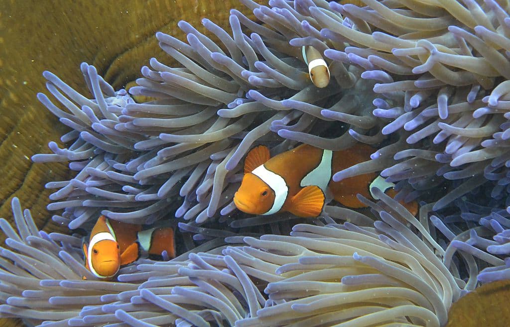 <b>La Gran Barrera de Coral, de Australia. </b>Es el sistema de arrecifes de coral más grande del mundo, con un área de unos 344400 kilómetros cuadrados. Este Patrimonio de la Humanidad está en peligro grave: ha disminuido en un 50% en los últimos 30 años por 
<a href="https://www.nationalgeographic.com.es/naturaleza/12-imagenes-que-demuestran-que-tierra-se-merece-dia_16855/9" target="_blank">varias amenazas medioambientales, entre ellas el cambio climático. </a>