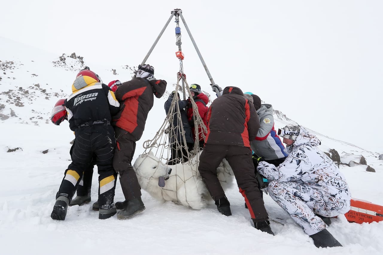 <b>‘Expedición Umka 2021’ </b> 
<br>
<br>Esta fotografía finalista muestra a un grupo de investigadores pesando a un oso polar sedado en el archipiélago ruso Franz Joseph Land, en el océano Ártico. 
<br>
<br>Esta expedición, organizada por la Sociedad Geográfica Rusa, comenzó a mediados de marzo de 2021 y tiene como objetivo evaluar el impacto del cambio climático y hacer un monitoreo de la población local de osos polares.
<br>