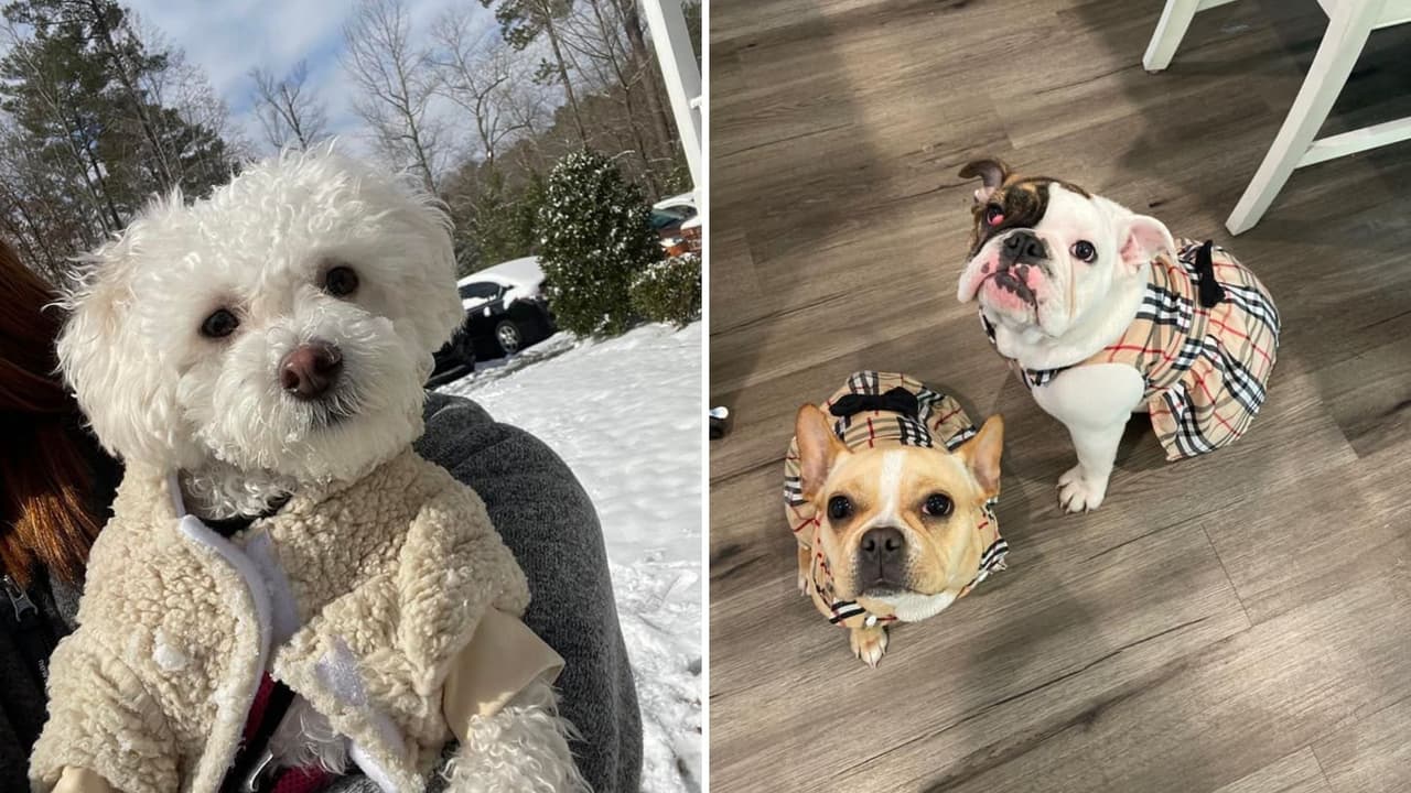 Por su parte Alita Yanlis y Elizabeth López presumieron a sus cachorros en la nieve y muy bien vestidos.