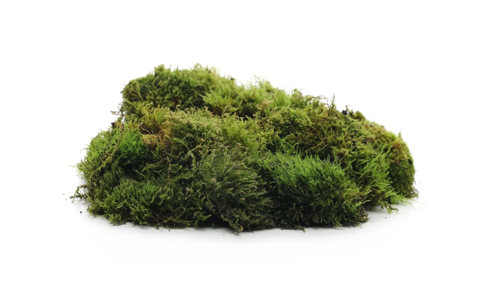 Más elementos favorables de la naturaleza son también el musgo.