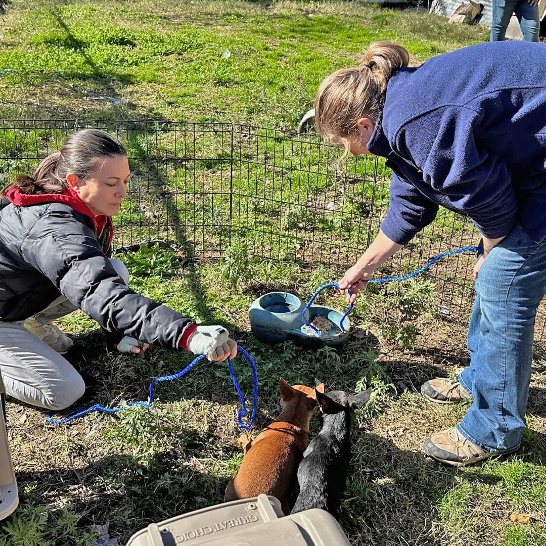 El programa de voluntariado requiere un mínimo de 4 horas al mes de trabajo en Texas Humane Heroes. Debes tener más de 16 años.