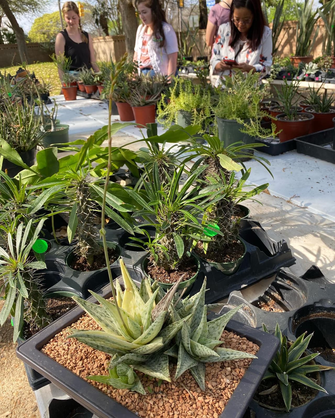<h2 class="cms-H2-H2">SACX 45th Annual Show and Sale</h2>
<br>
<ul>
 <li class="li1">Cuándo: 27 de abril</li>
</ul> 
<ul>
 <li class="li1">Hora: 9:00 a 17:00 horas</li>
</ul> 
<ul>
 <li class="li1">Dónde: San Antonio Garden Center</li>
</ul> 
<ul>
 <li class="li1">Qué es: Venta de cientos de cactus y suculentas, así como cerámica.</li>
</ul> 
<ul>
 <li class="li1">Costo: Gratis</li>
</ul>