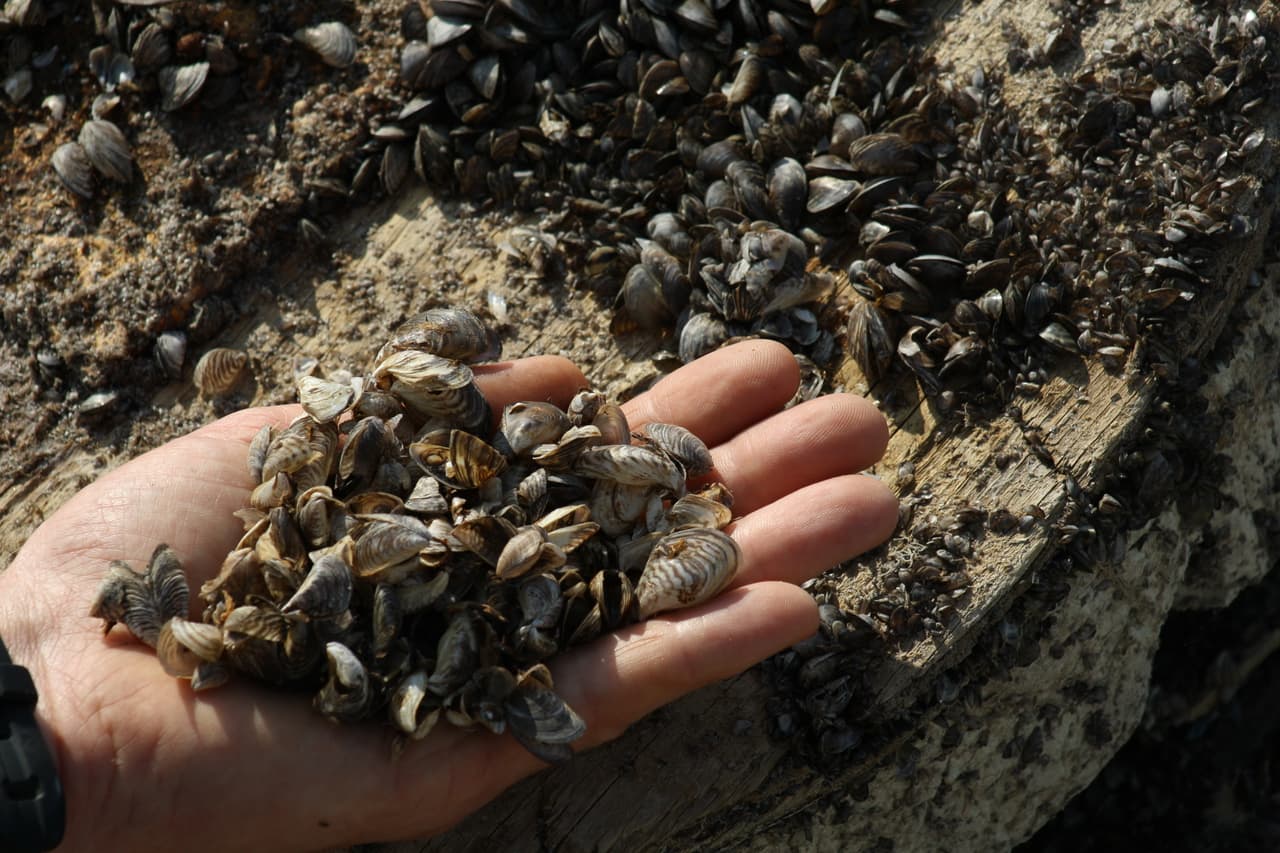 "Son un riesgo para el ecosistema": La presencia de esta especie invasora fue identificada en la costa de Pensilvania y esto debes saber 