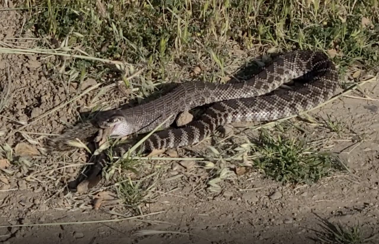 La serpiente tardó unos seis minutos en engullir la ardilla y al finalizar regresó a su cueva ubicada a solo unos pies del sendero.