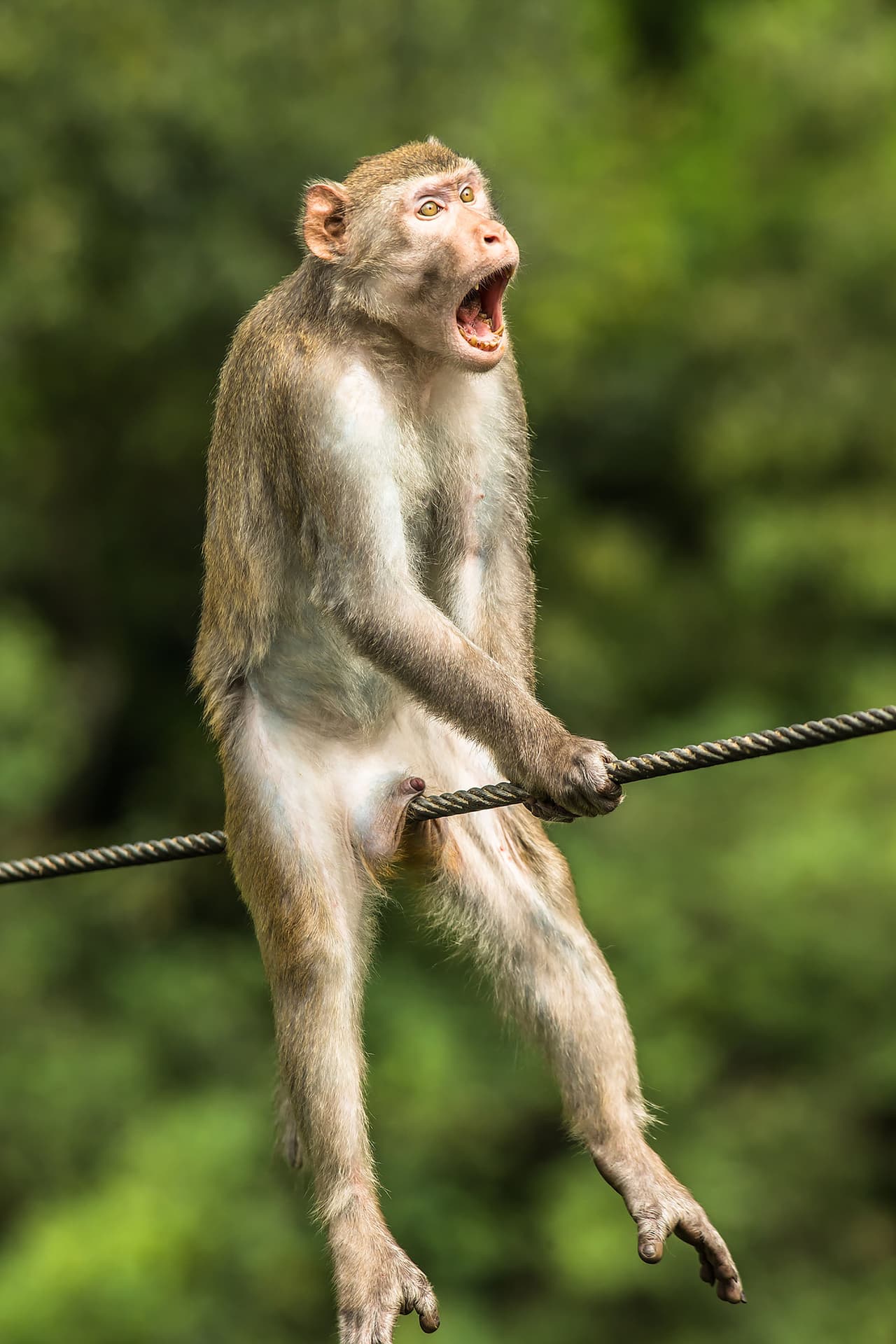 <b>'¡Ouch!'</b>
<br>
<br>Esta imagen hizo que su autor fuera reconocido como ganador absoluto del premio 
<a href="https://www.comedywildlifephoto.com/"><i>Comedy Wildlife Photo Awards</i><u> 2021</u></a> (el premio de fotografías cómicas de vida salvaje).
<br>
<br>Esta competencia “abierta a expertos y novatos en fotografía de vida silvestre, celebra la hilaridad de nuestro mundo natural y destaca lo que debemos hacer para protegerlo”, explica la organización del concurso en su portal.
<br>
<br>Sobre esta fotografía, tomada en China, el autor explicó que “es en realidad una muestra de agresión, sin embargo, la posición en la que está este mono de seda dorado parece bastante dolorosa”.